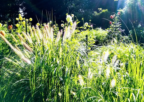 Jak zaprojektować ogród by był oazą spokoju?