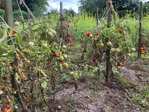 Własny ogródek i zielnik - jakie narzędzia pomogą w pielęgnacji i zbiorach