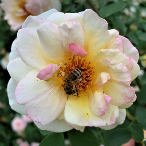 Na kolejnym warszawskim biurowcu hodowane są pszczoły