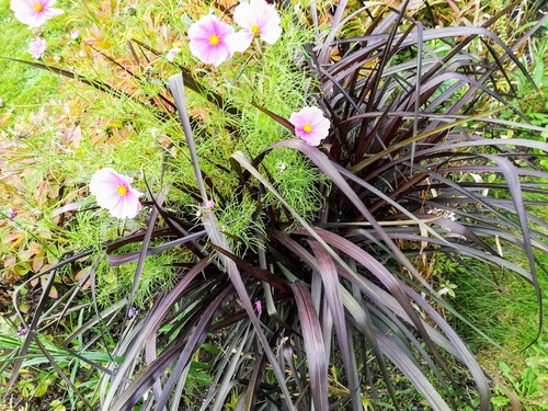 Rozplenica słoniowa (Pennisetum purpureum) 'Verigo'