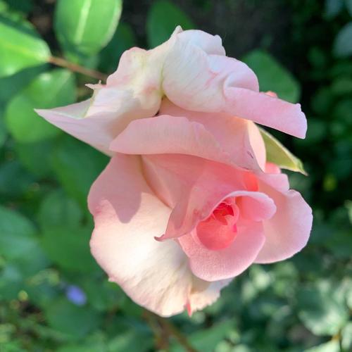 Różana rabata - jak ją pielegnować aby pięknie i obficie kwitła