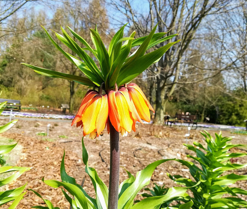 Szachownica cesarska, cesarska korona (Fritillaria imperialis L.) 