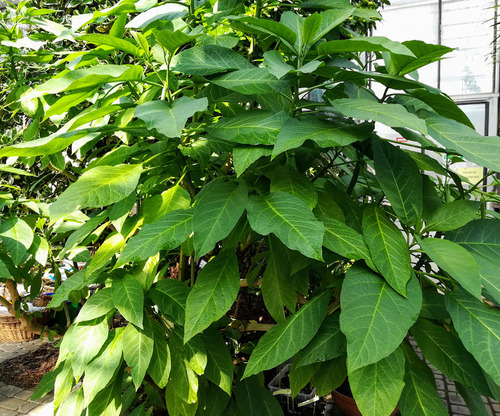 Brugmansia aurea , złota trąbka anioła 