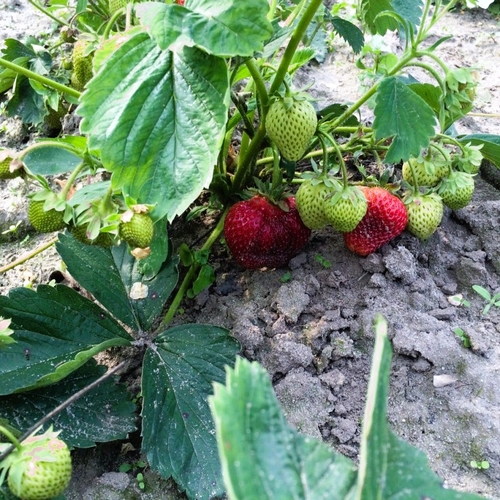 Co warto wiedzieć o sadzeniu truskawek? Praktyczne porady