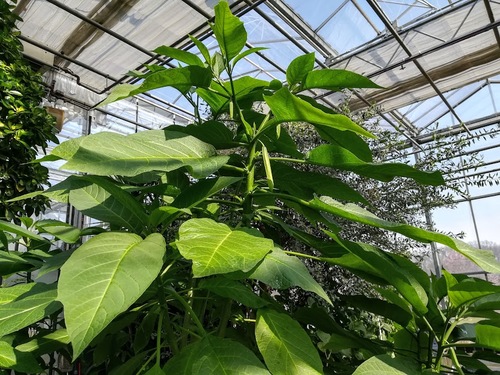 Brugmansia aurea , złota trąbka anioła 