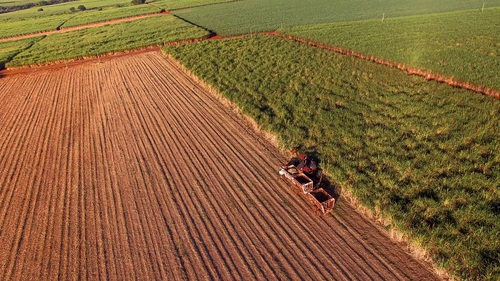Uprawy roślin energetycznych, które będą przetworzone na energię biomasy