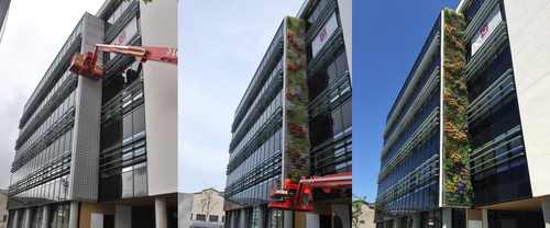 Zielona elewacja - ogrody wertykalne na fasadach budynków pozwalają obniżyć podatek od nieruchomości Zielona elewacja - ogrody wertykalne na fasadach budynków pozwalają obniżyć podatek od nieruchomości