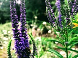Przetacznik kłosowy (Veronica spicata) - długo kwitnąca, miododajna bylina