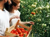 Jak sprawdzić jakość sadzonki pomidora malinowego przed posadzeniem w szklarni? Jakie sadzonki wybrać?