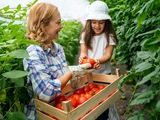 W tajemniczym świecie pomidorów: Od wyboru sadzonek do obfitych zbiorów w szklarni! Jak wybrać idealną sadzonkę pomidora malinowego?
