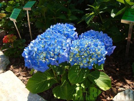 Hortensja ogrodowa niebieska