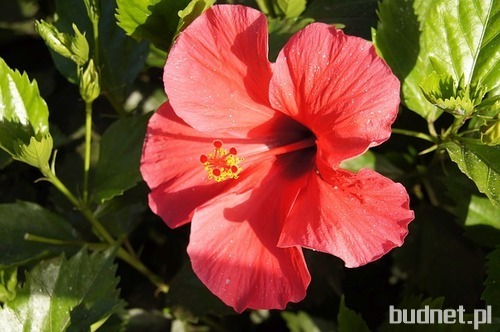 Hibiskus (Hibiscus L.)