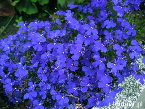 Lobelia.