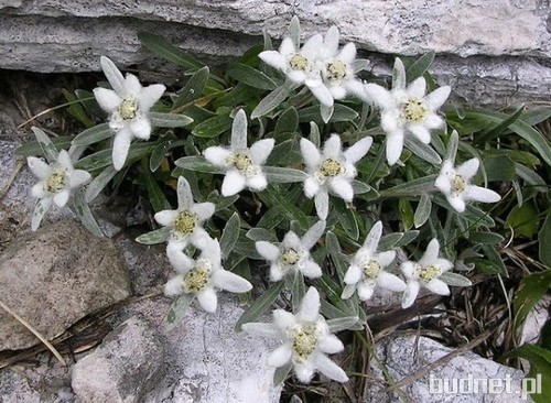Szarotka alpejka